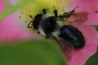 Andrena cineraria