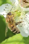 Apis mellifera