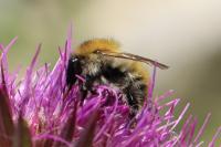 Bombus pascuorum