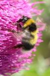 Bombus hortorum