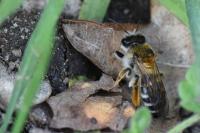Andrena gravida