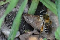 Andrena gravida