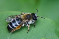 Andrena gravida