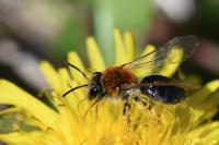 Andrena haemorrhoa
