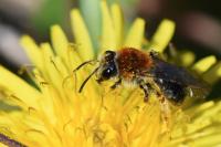 Andrena haemorrhoa