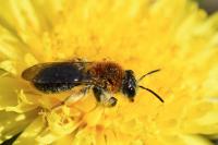 Andrena haemorrhoa