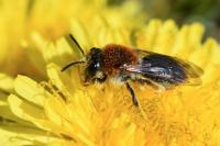 Andrena haemorrhoa
