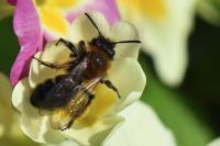 Andrena bicolor