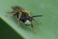 Andrena chrysosceles