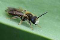 Andrena chrysosceles