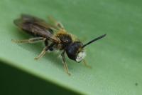 Andrena chrysosceles