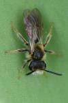 Andrena chrysosceles