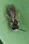 Andrena chrysosceles
