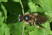 Andrena dorsata