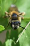 Andrena dorsata