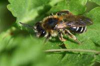 Andrena dorsata