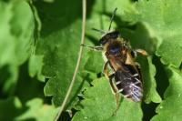 Andrena dorsata