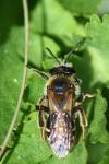 Andrena dorsata