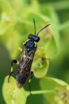 Macrophya montana
