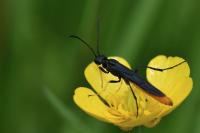 Calameuta pygmaea