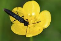 Calameuta pygmaea