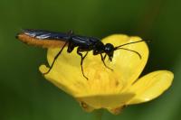 Calameuta pygmaea