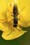 Cephus pygmeus