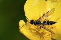 Cephus pygmeus