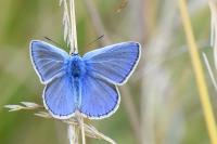 Polyommatus icarus