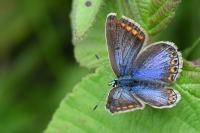 Polyommatus icarus