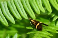 Nemophora degeerella
