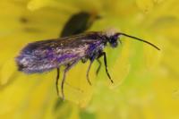Micropterix calthella