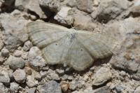 Scopula immutata