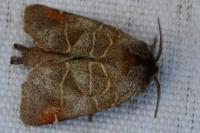 Clostera pigra