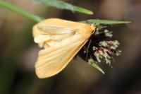 Wittia sororcula