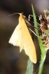 Wittia sororcula