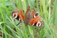 Aglais io