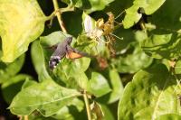 Macroglossum stellatarum