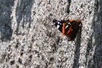 Vanessa atalanta