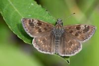 Erynnis tages