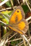 Pyronia tithonus