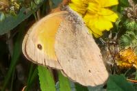 Maniola jurtina