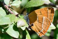 Thecla betulae