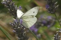 Pieris napi