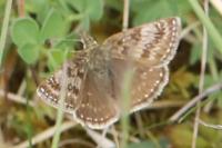 Erynnis tages