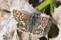 Pyrgus malvae