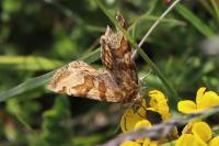 Euclidia glyphica