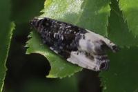 Hedya pruniana