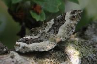 Epirrhoe rivata