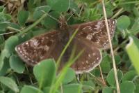 Erynnis tages